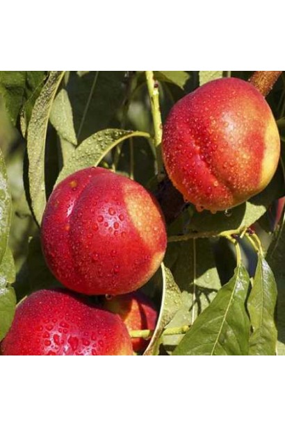 Нектарин Фантазія (пізній) плоди